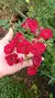Mini Rosa Das Fadas Trepadeira Vermelha
