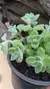 Plectranthus Tomentosa Vick's - comprar online