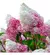 Hortência Paniculata Vanille Fraise