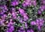 Lampranthus Mini 'drosanthemum Hispidum' na internet