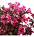 Veigélia Flórida 'nana' Purpurea