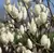 Magnólia Branca Soulangeana Alba - Flor Gigante - loja online