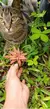 Suculenta Cryptanthus Bivittatus / Mini Bromélia na internet