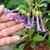 Churur Violeta 'iochroma Cyaneum' na internet