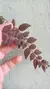 Columeia Gloriosa 'purpurea' - loja online