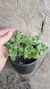 Plectranthus Tomentosa Vick's - loja online