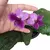 Violeta (streptocarpus) -Roxa com Lilás