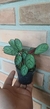 Mini Calathea/ Maranta /ctenanthe Burle Marxii Amagris - comprar online