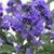 Grinalda Azul - Caryopteris Clandonensis - comprar online