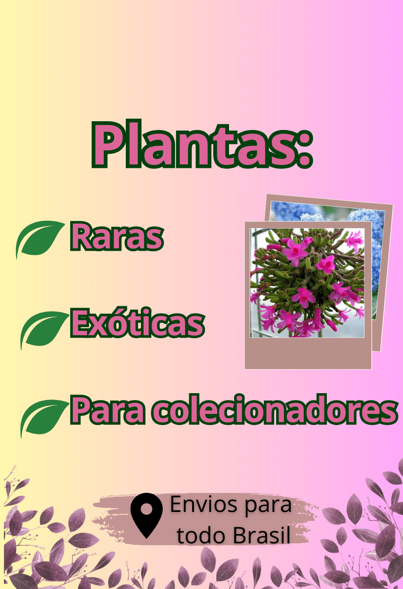 Banner rotativo 1