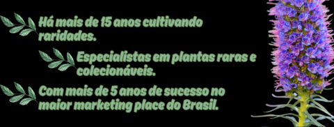 Carrossel 1