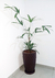 Imagem do Kit Vaso Planta Redondo Jardim Polietileno Diamante 3d 3uni