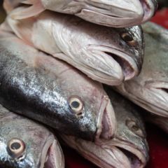 Corvina P. Limpas