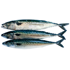Cavalinha (Perna de Moça) Kg