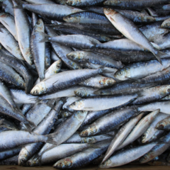 Sardinha Inteira Kg