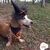 Fantasia Pet Halloween Abóbora Bandana com Chapéu de Bruxa