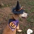 Fantasia Pet Halloween Abóbora Bandana com Chapéu de Bruxa