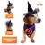 Fantasia Pet Halloween Abóbora Bandana com Chapéu de Bruxa