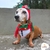 Fantasia Pet de Natal Boneco de Neve  com Gorro e Bandana Regulável + Laço Grátis