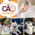 Coleira Peitoral Para Casamento Branca Com Guia e Laço Vestido de Noiva Pet - comprar online