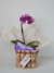 Orquídea IV - Encanto Cestas e Presentes!