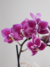 Orquídea IV - loja online