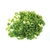 Cheiro Verde Picado Congelado (80g)
