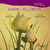 DUERME BELLAMENTE (CANTARO INFANTIL)