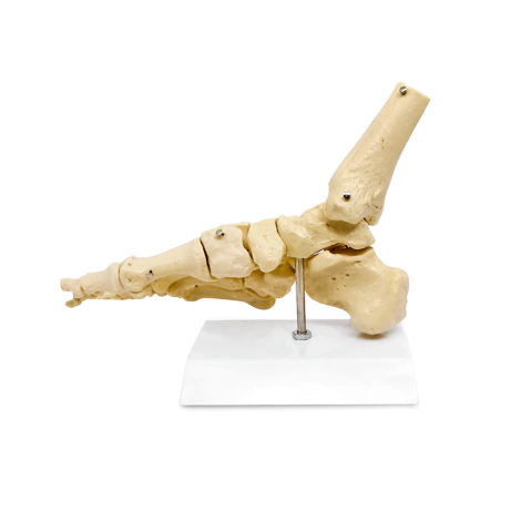 Esqueleto de Pé com Ossos Tornozelo