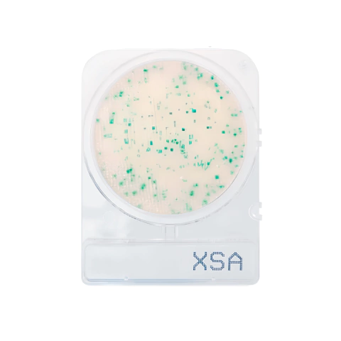 Compact Dry X-SA Staphylococcus Aureus (4 Unidades)