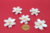 10 Sakura em fio n5 na internet