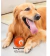 Juguete Pelota Interactiva Para Perro Gato Recargable en internet