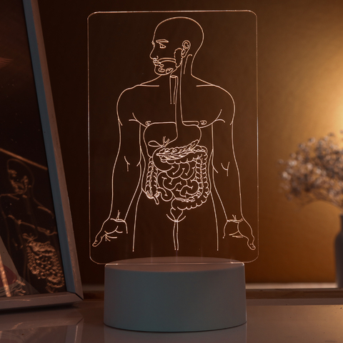 Luminária Sistema Digestivo - Corpo Humano