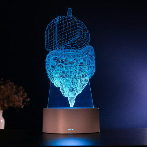 Luminária Led Corpo Humano - Sistema Digestivo