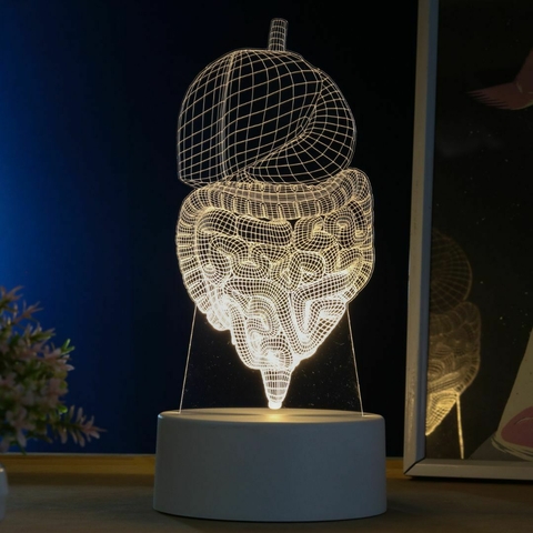 Luminária Led Corpo Humano - Sistema Digestivo - loja online