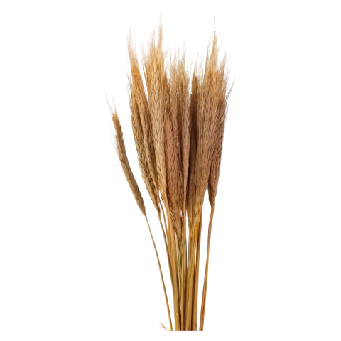 Ramos de Trigo Natural sem Alvejamento para Roedores