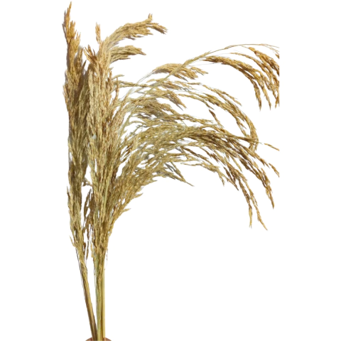 Ramos de Arroz Natural sem Alvejamento para Roedores