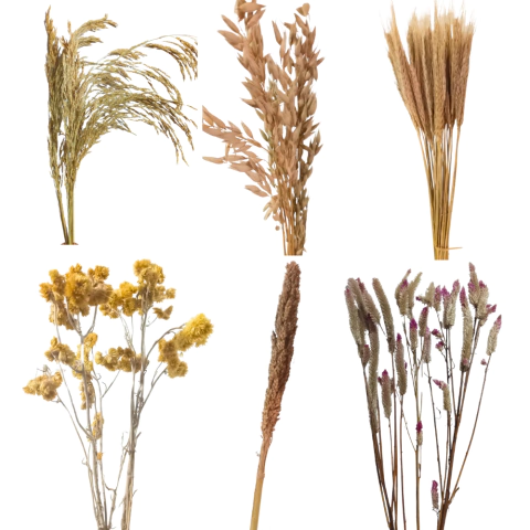 Kit Mix Spray para Roedores 6 itens Aveia Arroz Celosia Marcela Sorgo Trigo Natural