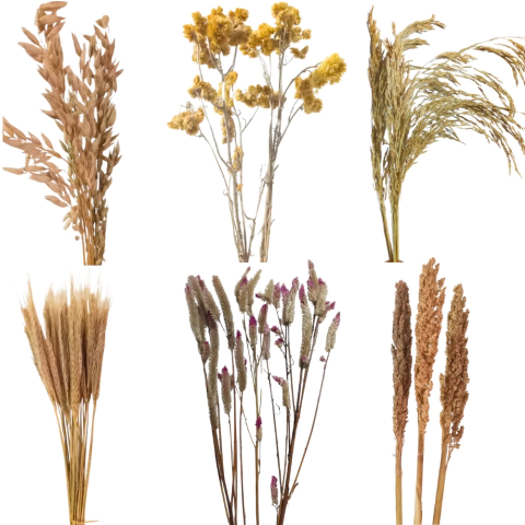 Super Kit Sprays Trigo Sorgo Marcela Celósia Aveia Arroz Natural para Roedores