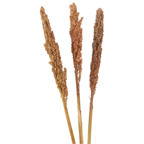 Spray Cacho de Sorgo Desidratado sem Alvejamento para Roedores