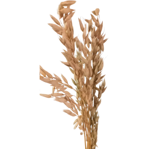 Ramos de Aveia Natural sem Alvejamento para Roedores