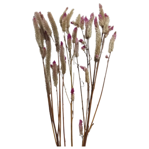 Celósia Desidratada em Haste para Roedores