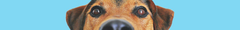 Banner de la categoría Perros