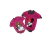 Camperitas animadas - PeyGa - Shop Online