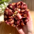 Scrunchie de Bakery - Tilda e Oliver - loja online