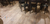 Porcelanico Tendenza Forest Simil Madera Rectificado 20x120 1era calidad - tienda online