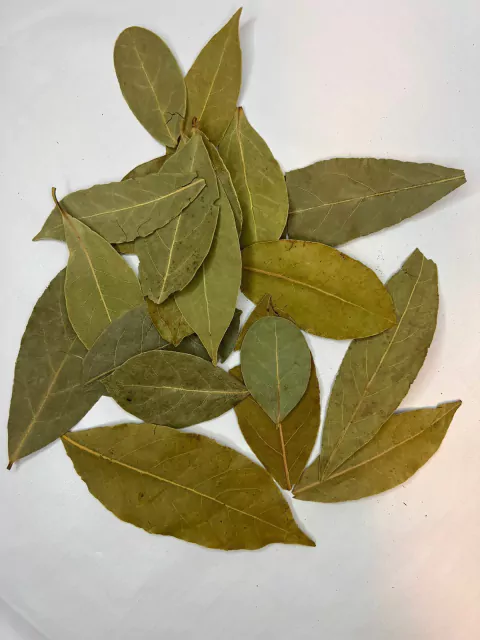 Folha de Louro