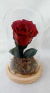 Cúpula Rosa Vermelha Preservada - Jardim Encantado em Vidro com Base de Madeira Pinus - comprar online