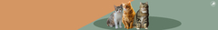 Banner de la categoría Adulto