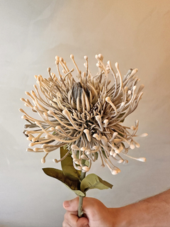 HASTE PROTEA 02 - Curadoria FAAS